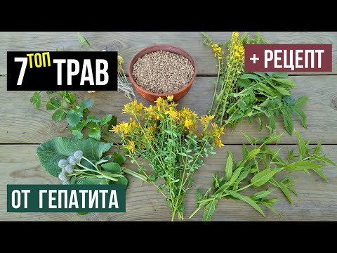 Видео: Самые эффективные травы для лечения гепатита. Лекарственные растения для здоровья печени