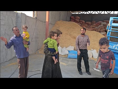 Видео: Примет ли Тайиба предложение стать генеральным директором? Уборка фермы к прибытию коров.