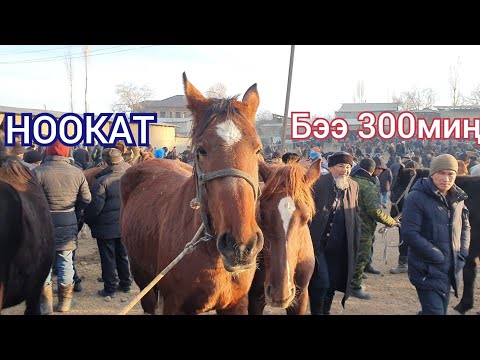 Видео: Бээ Кулун Байталдар Арзандап Кетти 19-Декабрь