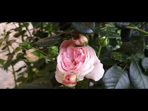 Видео: Плетисті троянди, перша хвиля, 2022 р Троянди з назвами.