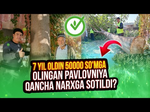 Видео: 7 йил олдин 50.000 сўмга олинган павловния, қанчага нархга сотиб олинди?