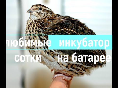 Видео: Инкубатор на батарее!