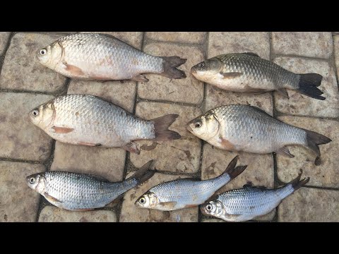Видео: Весенняя ловля карася, село Незавертайловка, на речку Турунчук, район больничка