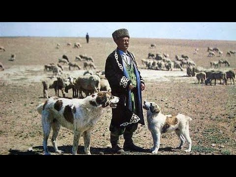 Видео: алабай - это чабанская собака! Туркменский Волкодав Turkmen Alabay Central Asian Dogs Alabai