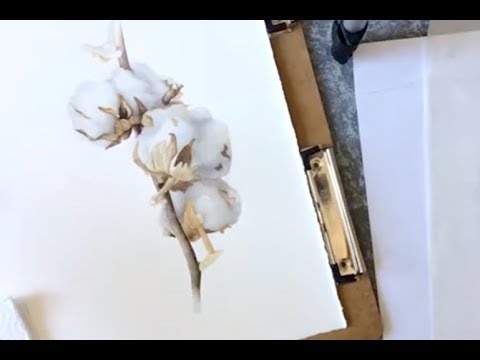 Видео: Цветок (коробочка) хлопка акварелью