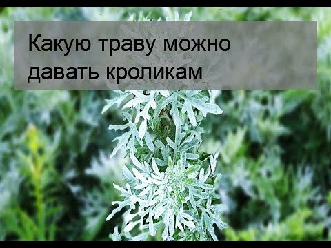 Видео: Какую траву можно давать кроликам