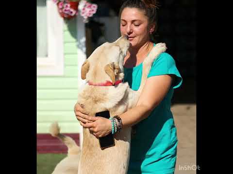 Видео: Фокси ищет дом