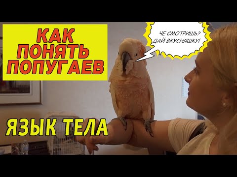 Видео: КАК ПОНЯТЬ ПОПУГАЯ | ЯЗЫК ТЕЛА ПОПУГАЕВ