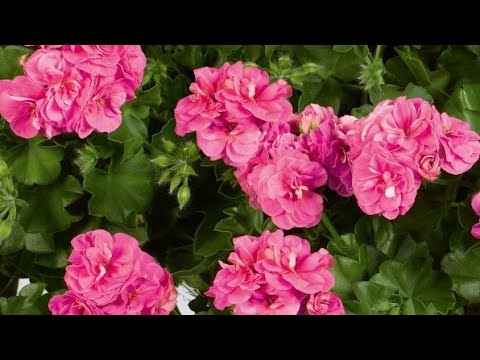 Видео: Выращиваю красоту! Когда и как формировать пеларгонию для пышного цветения.