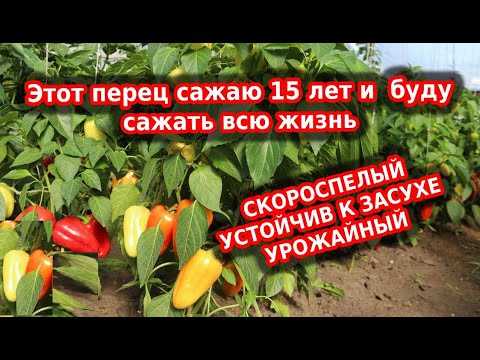 Видео: Перец сладкий здоровье. Лучший сорт, ультраскороспелый, урожайный, неприхотливый.