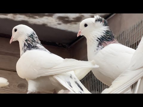 Видео: ГАРЕВИЗЫ ГОЛУБИ АРМЯНСКИЕ ПИТОМНИК МАРКА