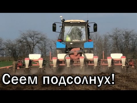 Видео: Посевная подсолнечника 2021! Трактор МТЗ-892 сеялка УПС-8