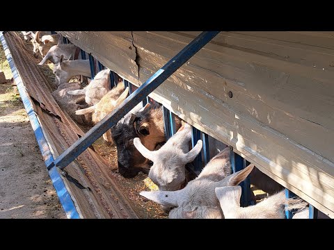 Видео: ХИТ АСТАУ САТЫЛАДЫ 87025099163 ( ХЕДЛОК ИТАЛИЯ) ЕШКІ ҮСТАУ,  ҚОЙ БОРДАҚЫЛАУ ҮШІН КЕРЕМЕТ АСТАУ