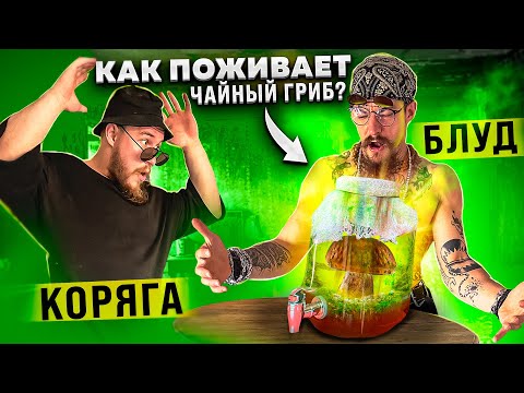 Видео: КАК ПОЖИВАЕТ ЧАЙНЫЙ ГРИБ ВИКТОРА БЛУДА!?