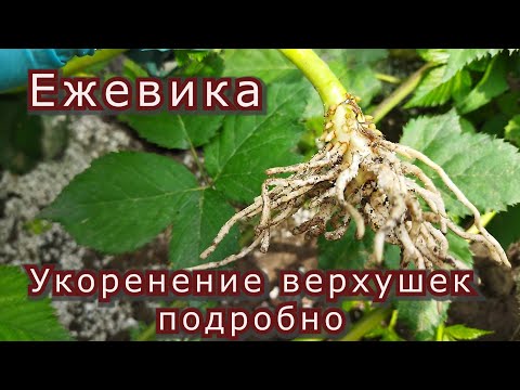 Видео: Ежевика. Укоренение верхушек подробно.