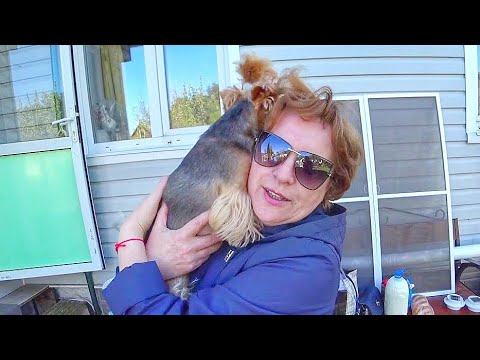 Видео: ВЛОГ Мама приехала! Нефть на даче! 10 мая 2018