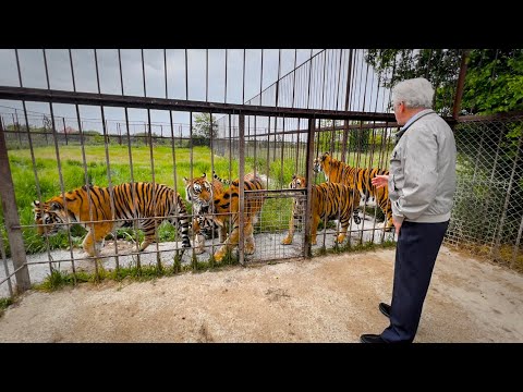 Видео: "Ели мои тигры ВСЕГДА ПО ОДНОМУ, вдвоём не дай Бог!"- Николай Карпович Павленко.