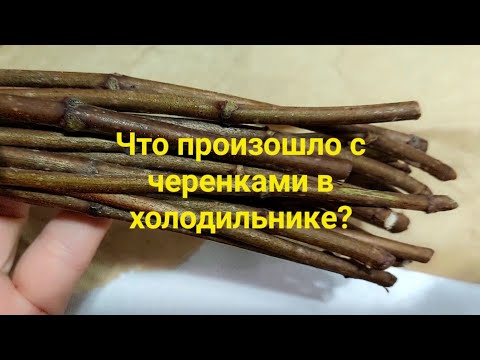 Видео: Достала черенки из холодильника.Ставлю на укоренение.