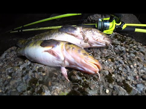 Видео: Ловля налима на креветки! Донки с берега! Собаки, костер и конечно же, налим!!
