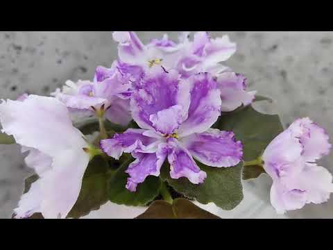 Видео: Фиалка БР-Осирис #flowers #цветы #ялта #крым #цветыдлядома