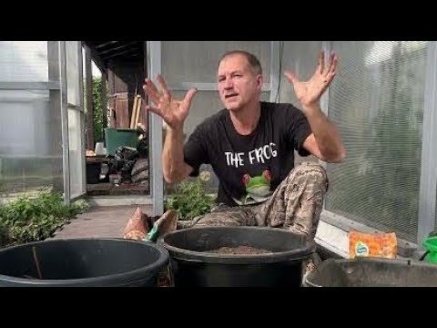 Видео: Лотосы и нимфеи в домашний пруд!