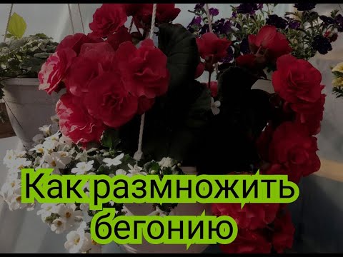 Видео: Размножаем бегонии