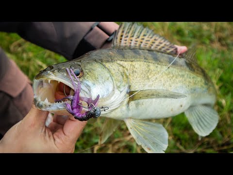 Видео: Эти ПРИМАНКИ на СУДАКА надо запретить! Они ловят даже на запресованных местах. [Пора ловить судака]