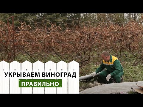 Видео: Как правильно укрыть виноград на зиму