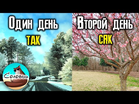 Видео: Ну, очень интересная зима в Северной Каролине! Впечатления после 3-х зим во Флориде