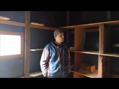 Видео: СПАСИБО ОГРОМНОЕ ВСЕМ ЗА ПОМОЩЬ В ОПРЕДЕЛЕНИИ ПОРОДЫ ГОЛУБЕЙ! ПАРЫ ГОТОВЫ С БОЙНЫМИ РАЗОБРАЛСЯ