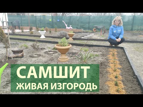 Видео: Как сажать самшит в ряд