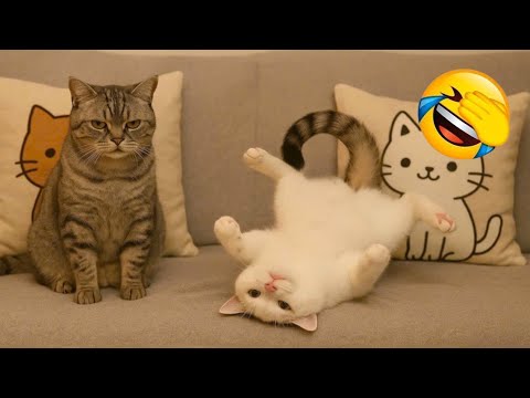 Видео: Самый смешной клип про кошек и собак 2025 года😼🐶Попробуйте не засмеяться😜 #180
