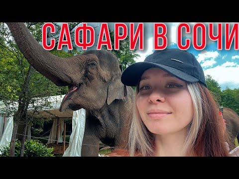 Видео: Слоны в Сочи | Что важно знать | Куда сходить в 2023 в Сочи | Сафари в дикой природе [4К]