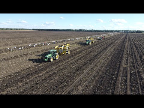 Видео: КФХ Плетинь - Уборка, сортировка, погрузка чипсового Картофеля(сорт ВР 808,Апал,Пероль 2022 год.)