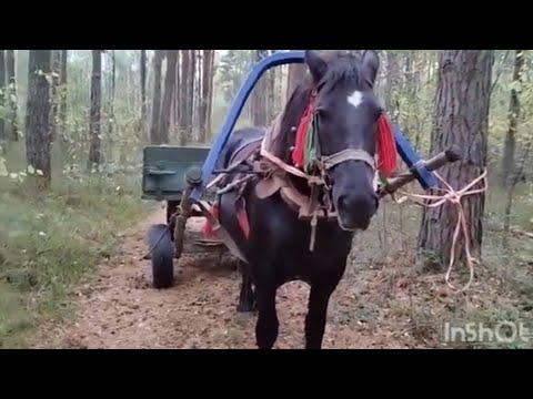 Видео: ЛОШАДИ🐎А МЫ С АЗОЙ ВСЁ ПО ЛЕСУ ГУЛЯЕМ🐴КРАСОТА🌳🌲