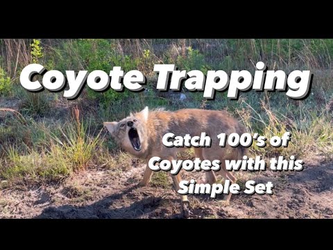 Видео: Поймайте сотни койотов с этим простым набором!
