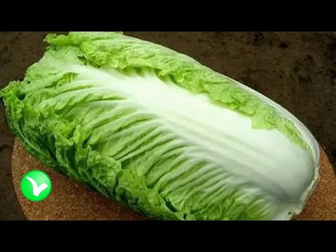 Видео: Чем особенна пекинская капуста? Польза и вред пекинской капусты.