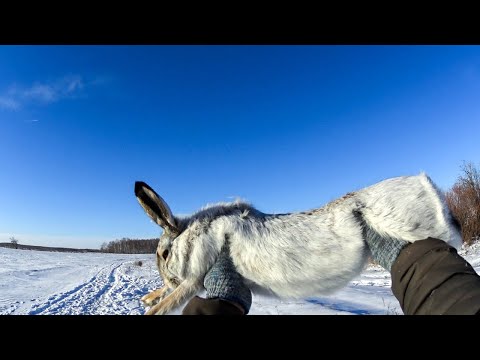 Видео: ЛУЧШИЕ ПАТРОНЫ НА ЗАЙЦА