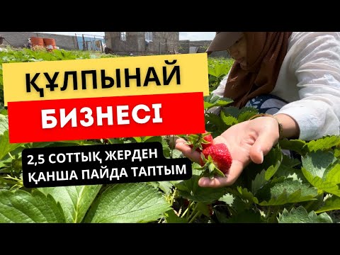 Видео: Құлпынай бизнесі | 2,5 соттық жерден 600 мың теңге табыс