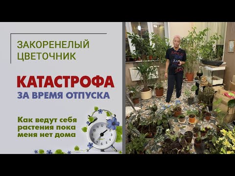 Видео: Катастрофа за время отпуска: гибель папоротника. Как чувствуют себя растения пока меня нет дома.