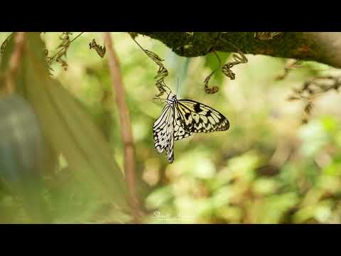 Видео: Абрахам Хикс – Сила Настоящего, Живи жизнь настоящим – Эстер Хикс