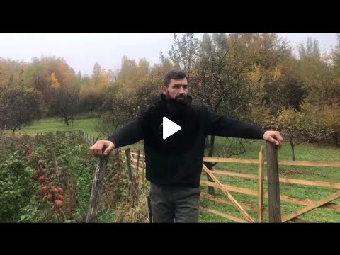 Видео: 🌿✂️ Обрізка малини перед зимою 🍂 | Як підготувати малину до морозів 🌨️