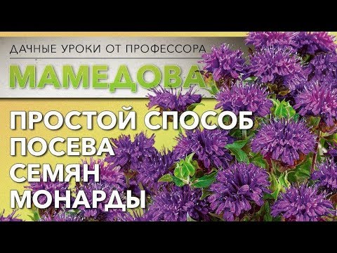 Видео: Простой способ посева Монарды.