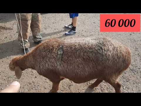 Видео: Қой ешкілер Алматы Ұзынағаш мал базар. 06 08 2023