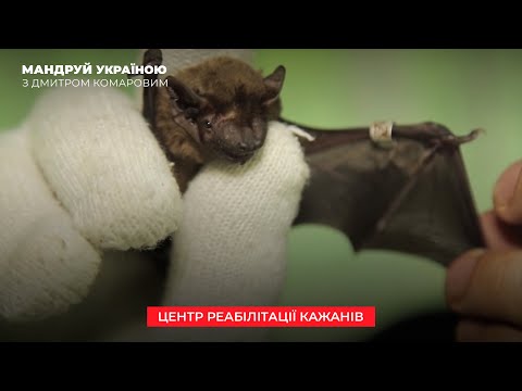 Видео: Центр реабилитации летучих мышей