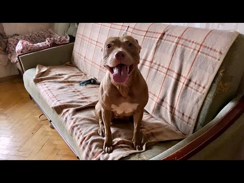 Видео: Соседи в шоке! Не уделяю внимания бедной собаке. Рассказал, как было. По магазинам с Джиной. Плов