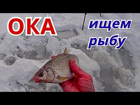 Видео: ГОЛАВЛЬ РВЁТ ЛЕСКУ. Поиск рыбы на ОКЕ. Рыбалка в январе 2022.
