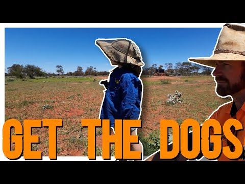 Видео: Целевой контроль собак и уход за дикими животными