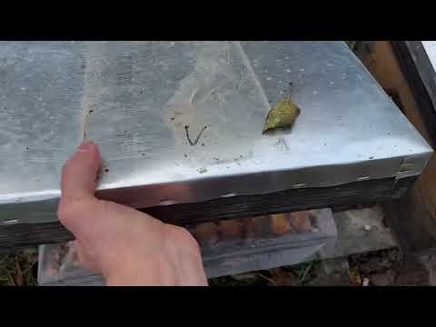 Видео: Сила сімей карніки на сьогодні! 😎