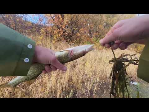 Видео: Спининговые приключения с Лехой 